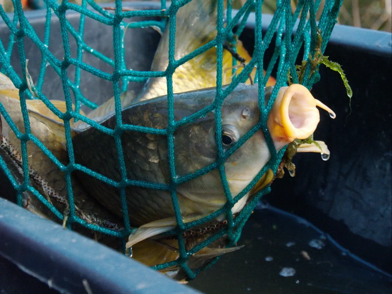 Jak mrozić karpia, aby zachować świeżość i smak na dłużej Jak mrozić karpia, aby zachować świeżość i smak na dłużej