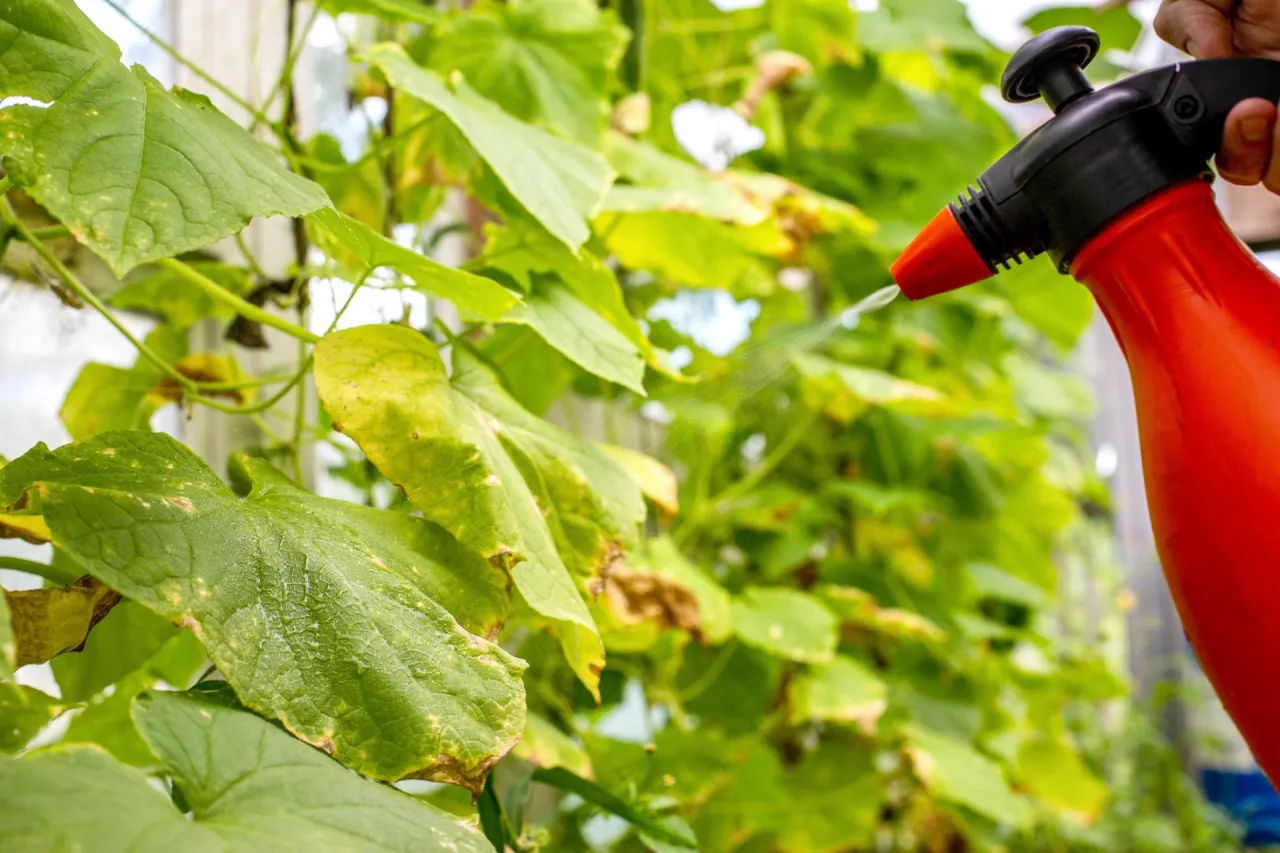 Skuteczne opryskiwanie ogórków gruntowych: jak chronić rośliny przed chorobami