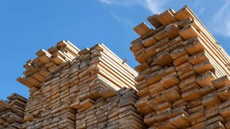 Tarcica sosnowa – jaka jest jej charakterystyka?