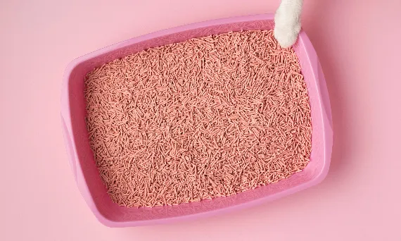 Jak często czyścić kuwetę, by zapewnić kotu zdrowie i komfort