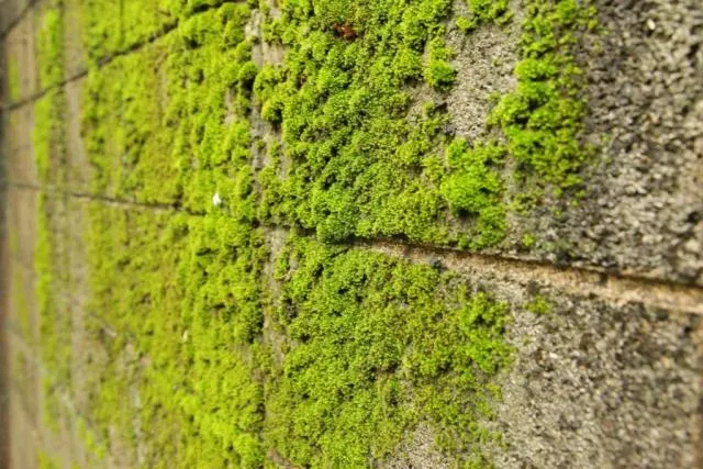 Skuteczne sposoby jak zwalczyć mech na elewacji: poradnik domowych metod