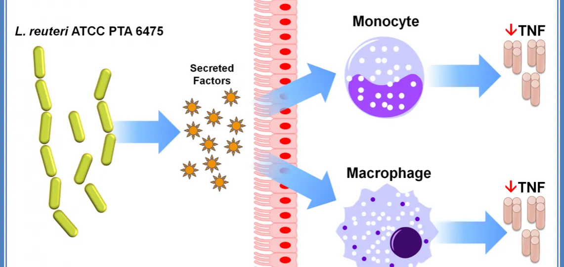 Zastosowanie Lactobacillus reuteri 6475: Przegląd możliwości i korzyści