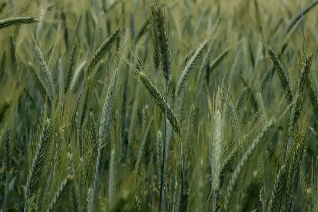 Ile kosztuje ogrzewanie na biomasę? Praktyczny przewodnik po ekonomicznym ogrzewaniu