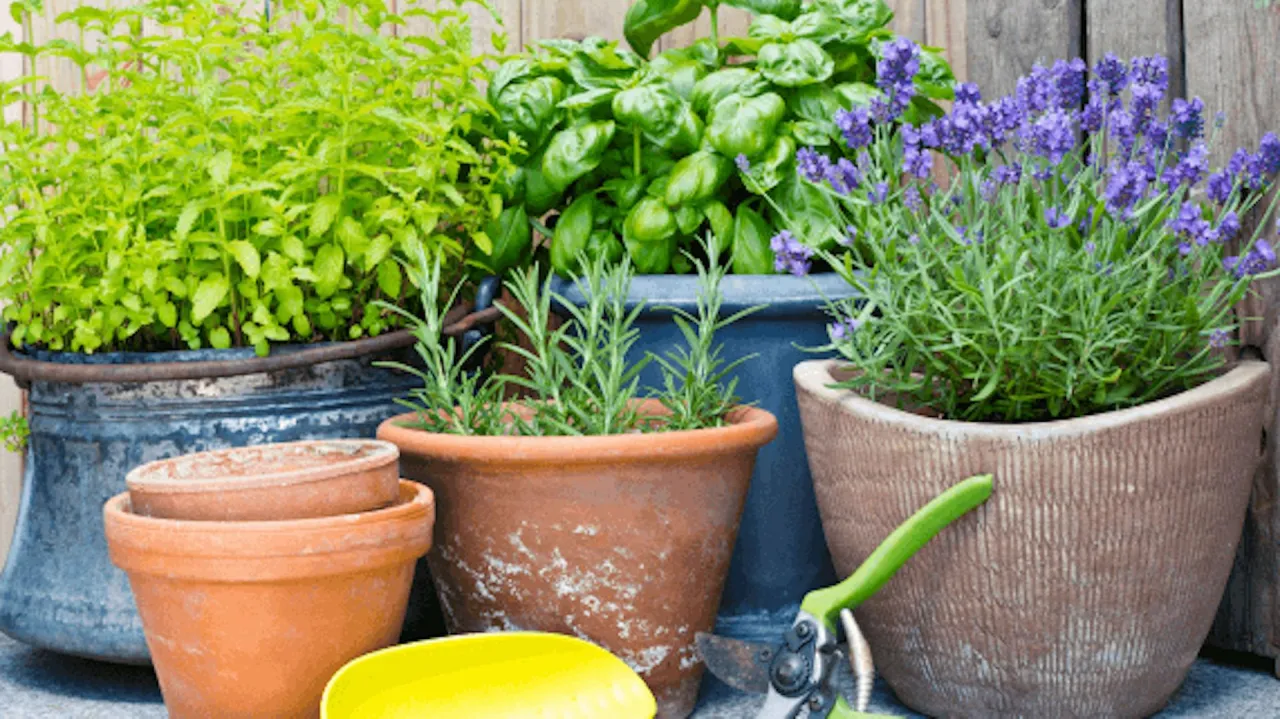 Jakie zioła na tarasie: 10 wyjątkowych roślin, które musisz znać!