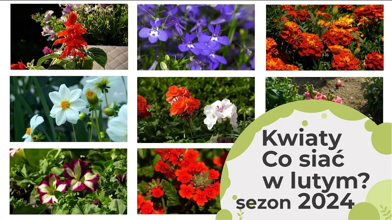 Jakie kwiaty siejemy w lutym? Odkryj idealne rośliny do ogrodu Jakie kwiaty siejemy w lutym? Odkryj idealne rośliny do ogrodu