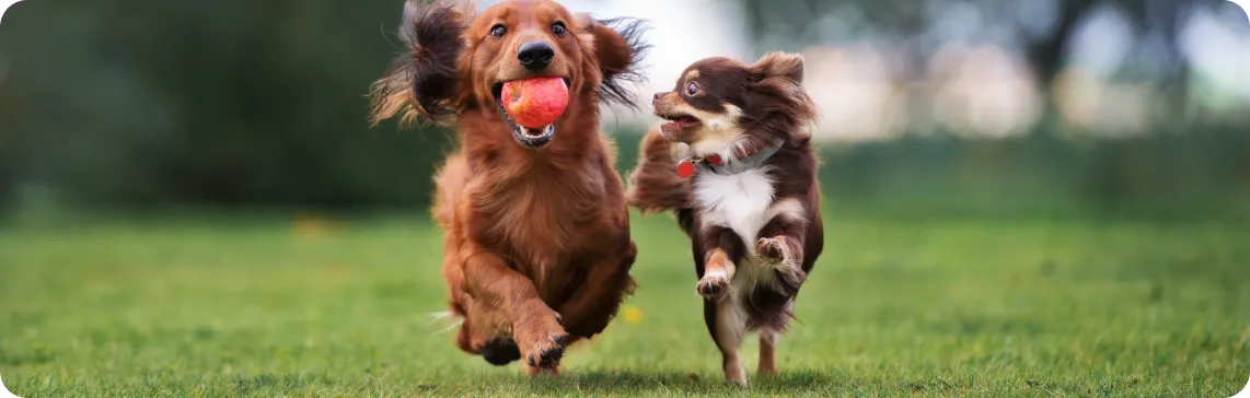 Obroża dla psa na pchły od kiedy? Sprawdź najlepszy czas na użycie