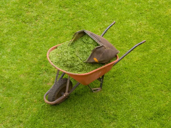 Czy skoszona trawa nadaje się na kompost? Zalety i wskazówki