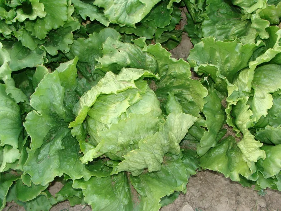 Kiedy sałatę do gruntu sadzić, aby uniknąć nieudanych zbiorów?