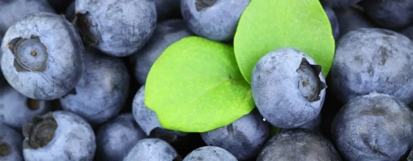 Czy pies może jeść fasolę czerwoną? Sprawdź, co musisz wiedzieć