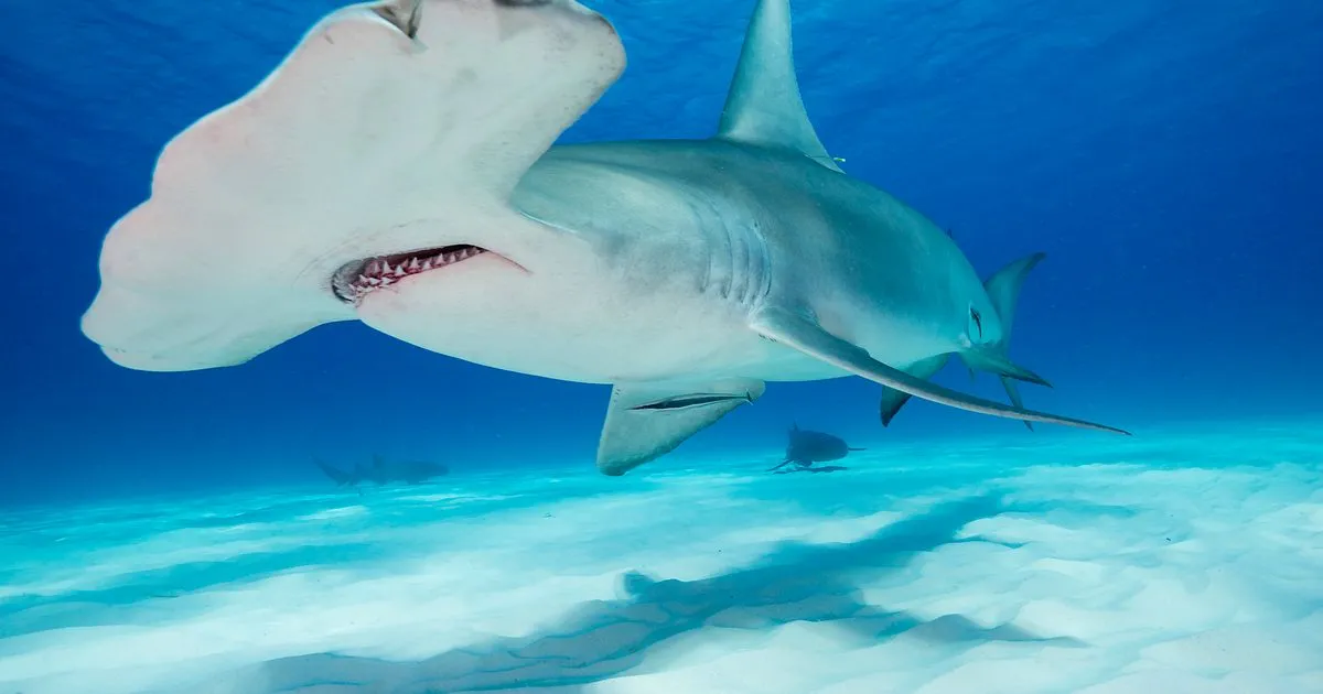 Jak rozmnażają się rekiny? Odkryj fascynujące metody ich rozmnażania