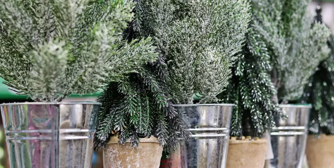 Jaką ziemię do iglaków w donicach wybrać, aby uniknąć problemów?