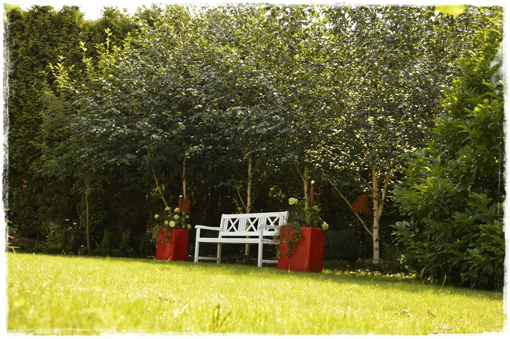 Jak sadzić brzozy w ogrodzie - najlepsze porady i techniki dla każdego