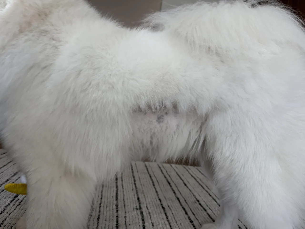 Odrastanie sierści psa po operacji: Ile trwa i jak pomóc?