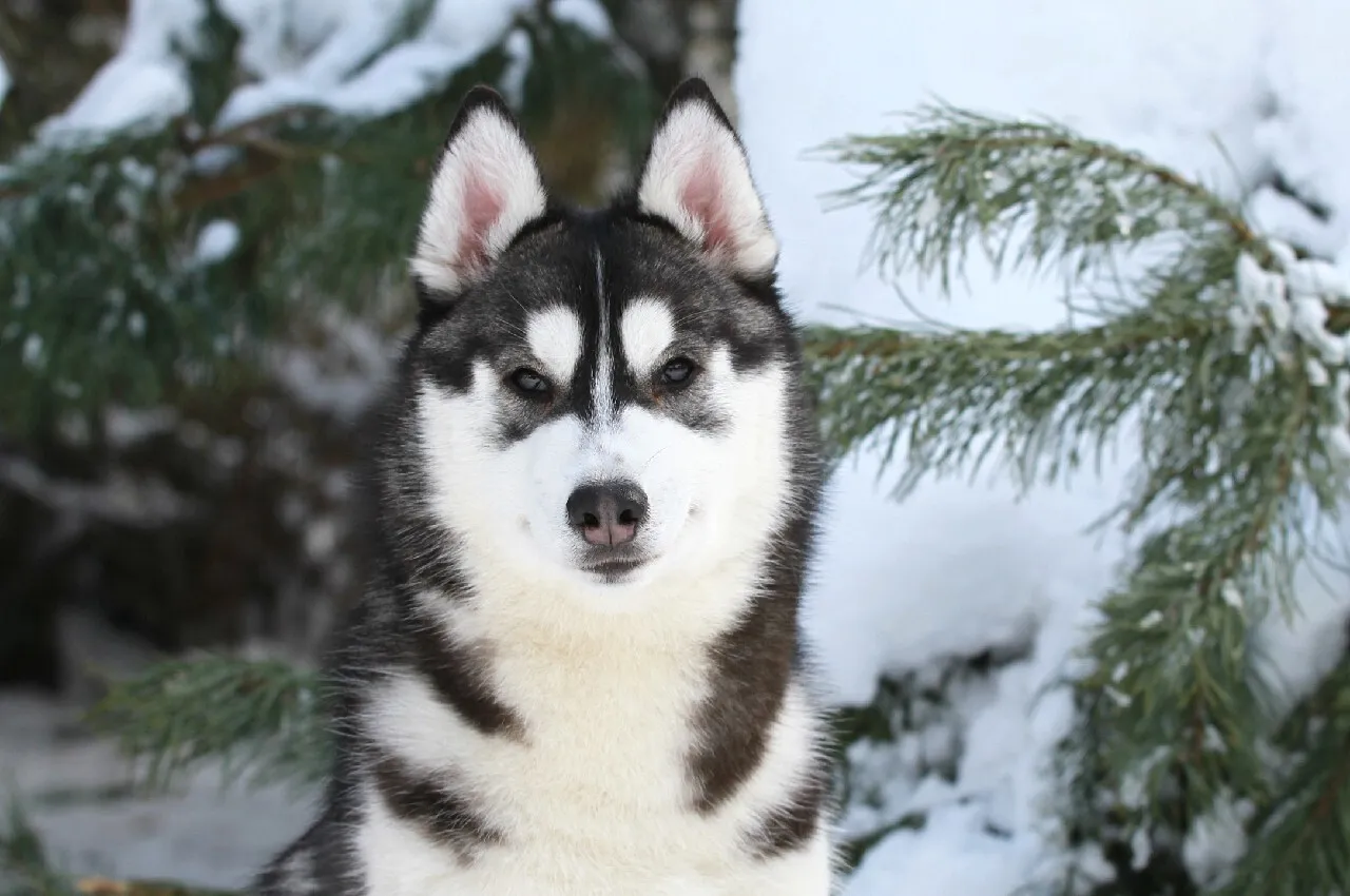 Ile kosztuje Husky? Sprawdź realne wydatki w 2024!