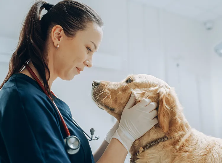 Jak zwracać się do weterynarza, aby uniknąć faux pas w gabinecie