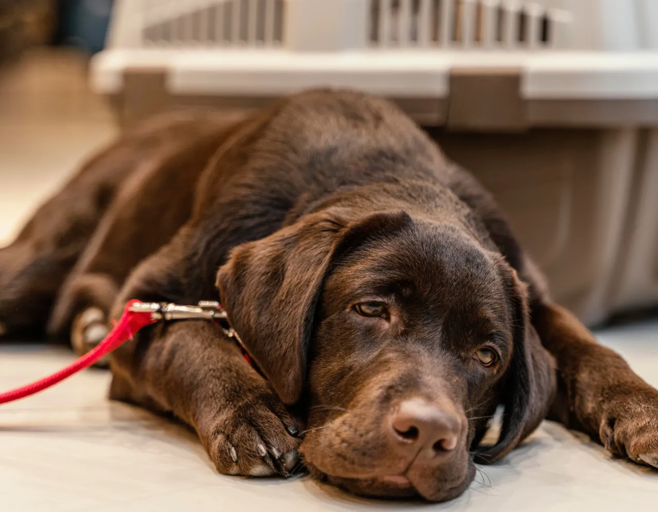 Co na biegunkę dla psa - skuteczne metody i kiedy do weterynarza