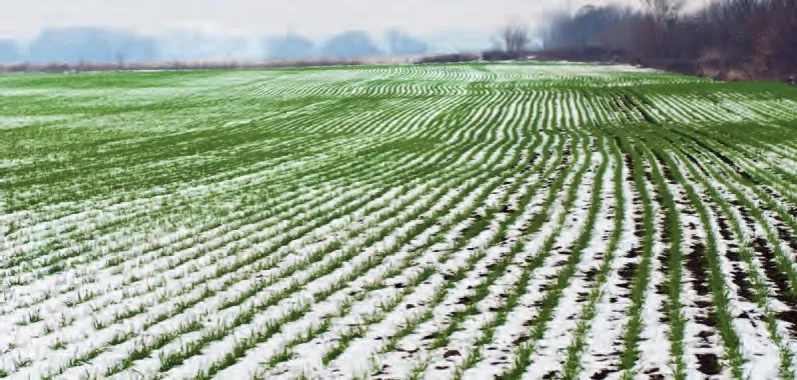 Chwasty w zbożach: Jak wygrać walkę o plon? Kompletny poradnik
