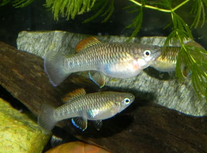 Ile rybki wytrzymają w woreczku? Ważne fakty, które musisz znać