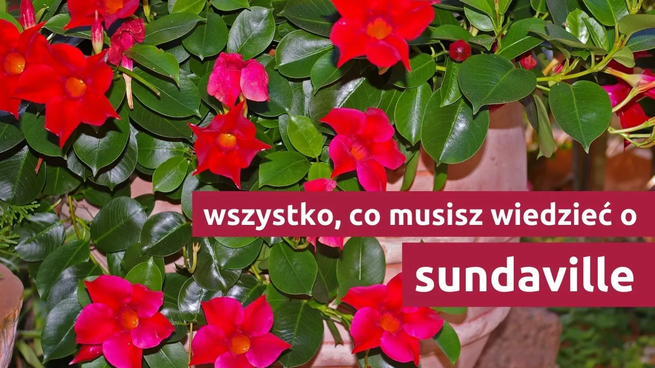 Jak przycinać kwiat sundaville, aby uniknąć błędów i wspierać wzrost