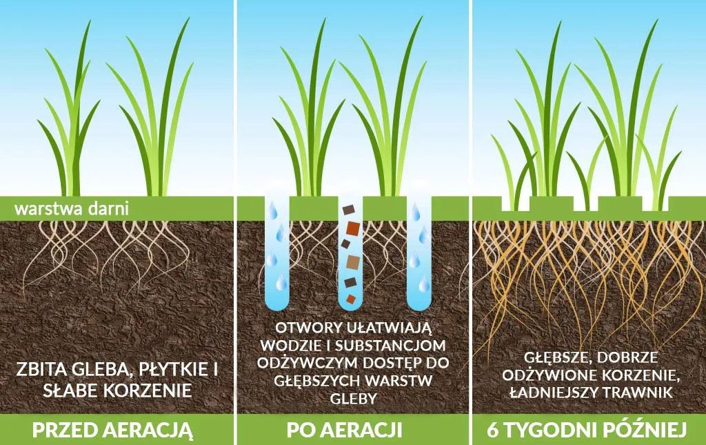 Jak siać trawę? Krok po kroku do gęstego i zdrowego trawnika