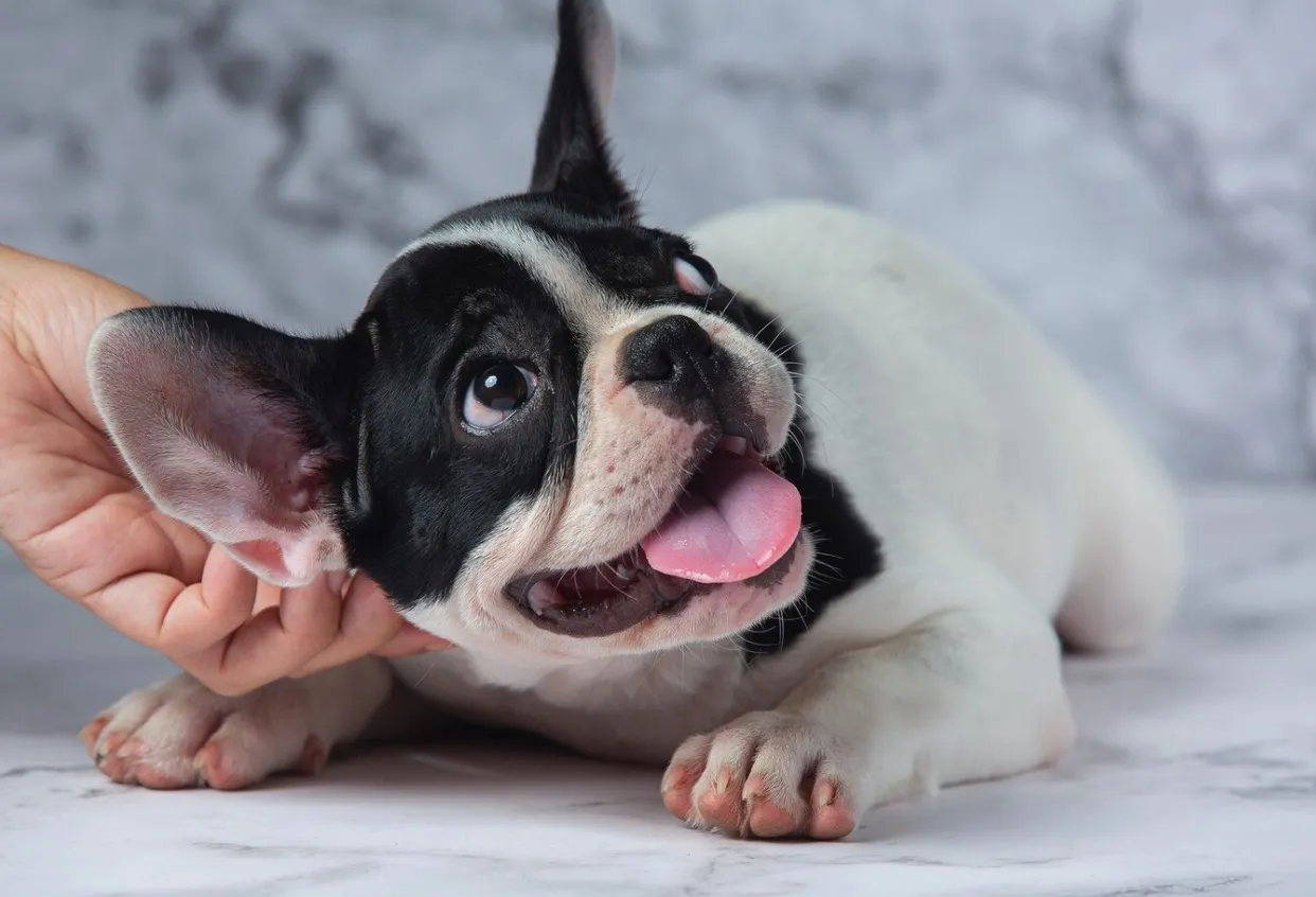 Karma mokra dla psa – jak poprawić zdrowie i apetyt pupila