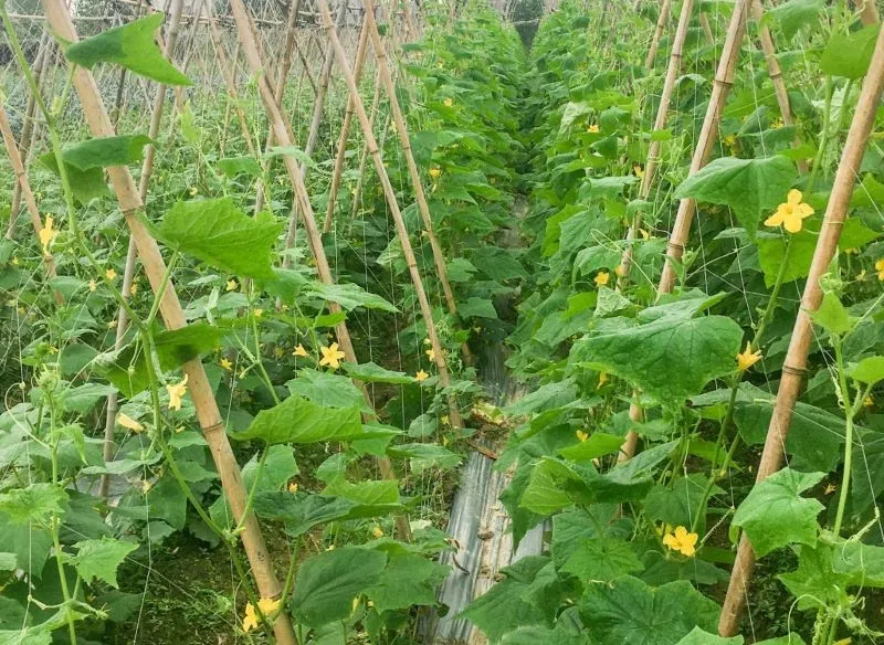 Pionowa uprawa ogórków: Sekrety maksymalnych plonów i miejsca