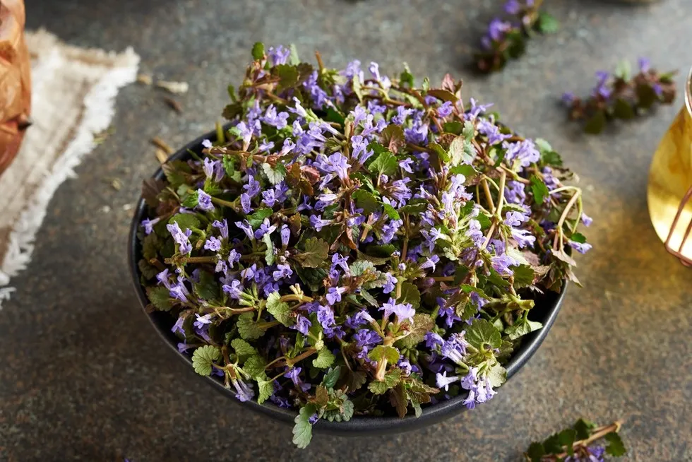 Jak skutecznie zwalczać chwast bluszczyk kurdybanek w ogrodzie