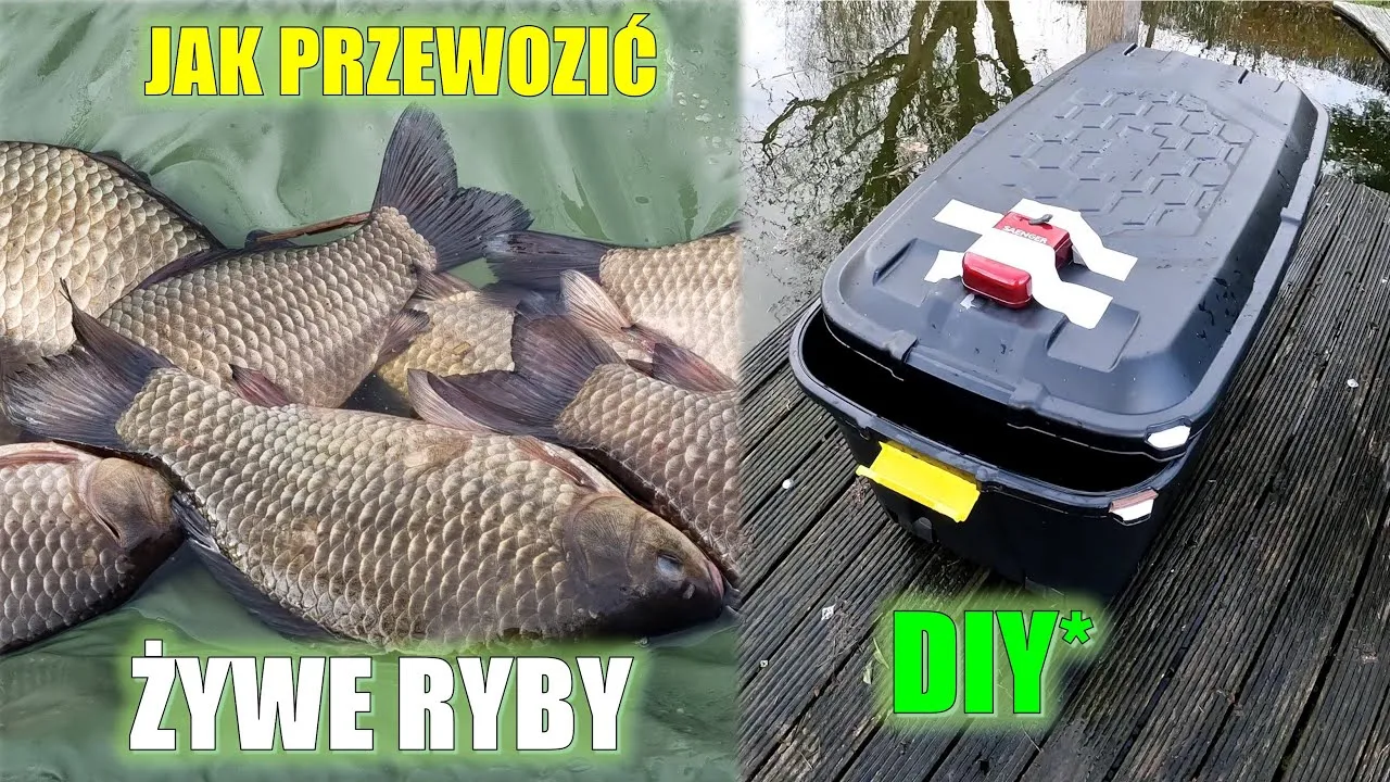 Jak przewieźć ryby samochodem bez stresu i zagrożenia dla zdrowia