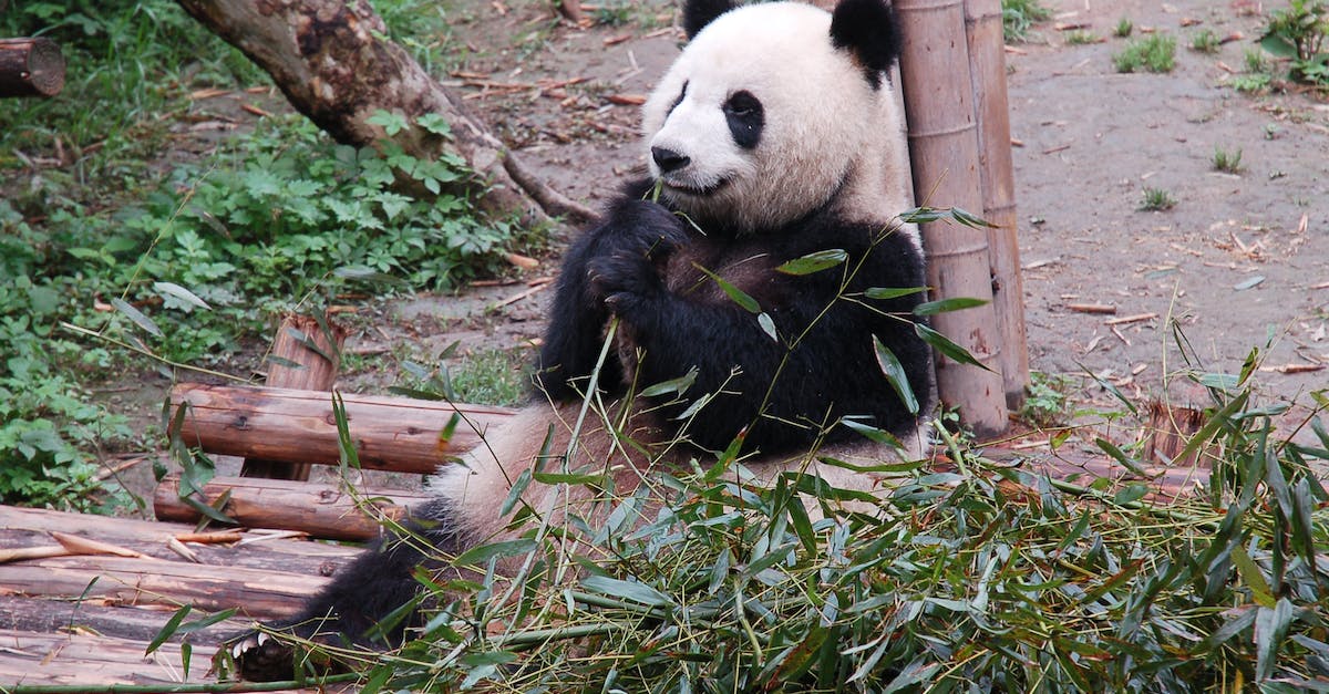 Pandy panda w polskich zoo - gdzie zobaczyć te urocze zwierzęta?