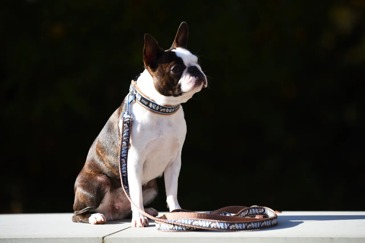 Czy pies powinien nosić obrożę cały czas? Odkryj zagrożenia dla zdrowia