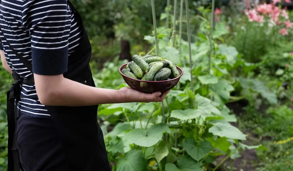 Czy można siać ogórki w lipcu? Sprawdź, jak to zrobić skutecznie