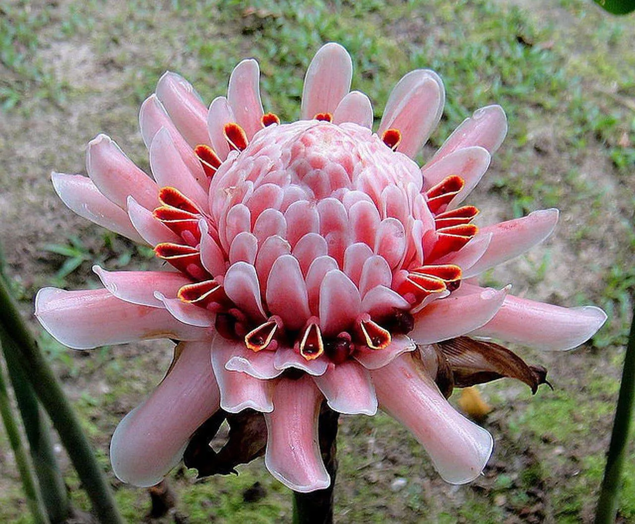 Jak kwitnie imbir - poznaj sekrety udanego kwitnienia tej rośliny