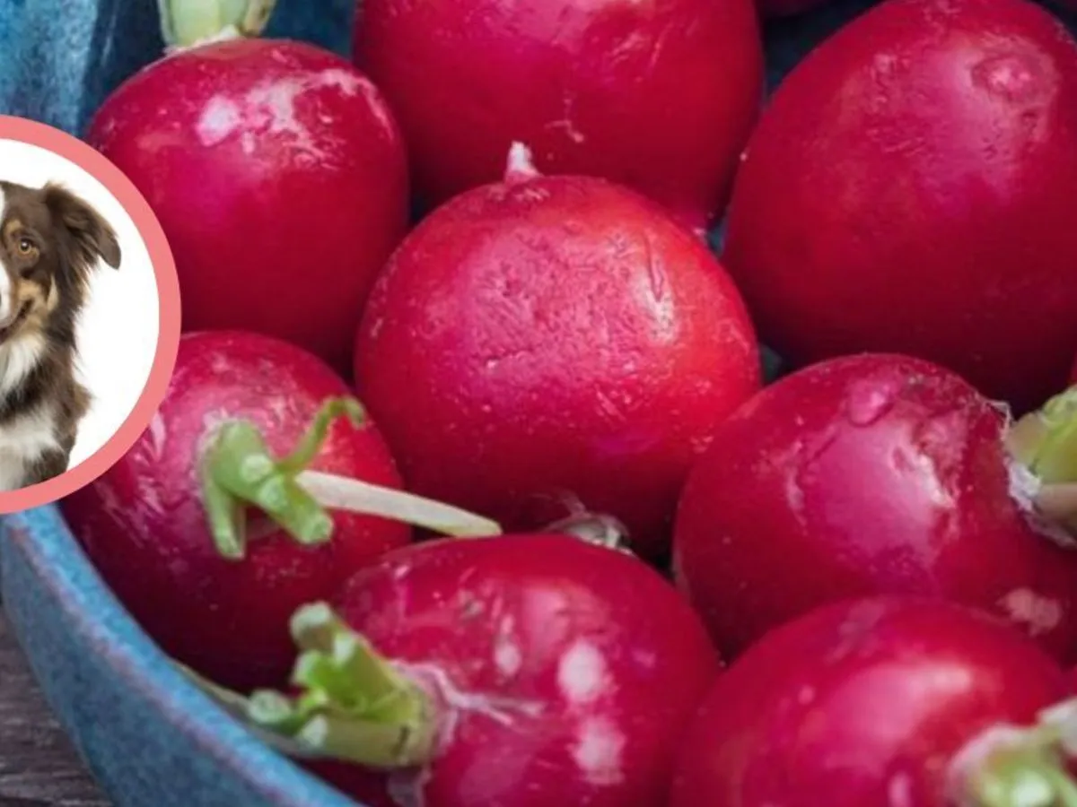 Czy pies może jeść rzodkiewkę? Bezpieczne porcje i ryzyka zdrowotne