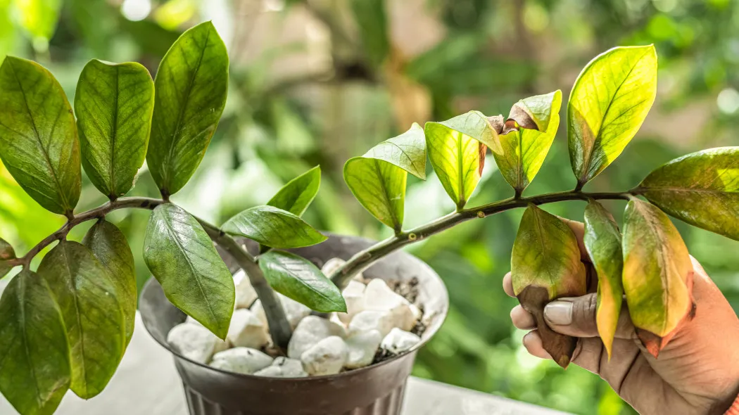 Jak pielęgnować kwiat zamiokulkas, aby uniknąć jego usychania