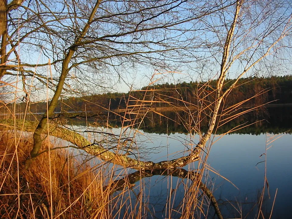 Jezioro lobeliowe w Borach Tucholskich: unikalne ekosystemy i ich ochrona