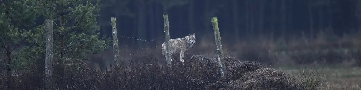 Tajemnice fauny ŚPN: Wilki, rysie i ponad 4000 gatunków