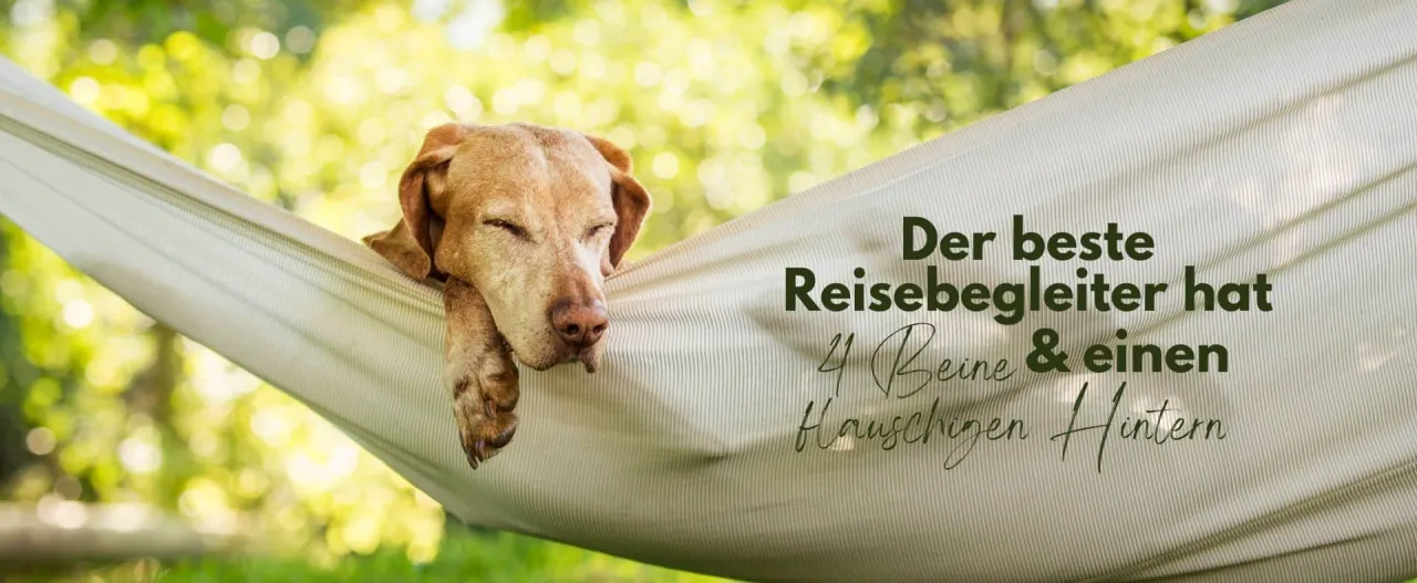 Hotel mit Hund finden: Tipps für Ihren perfekten Urlaub