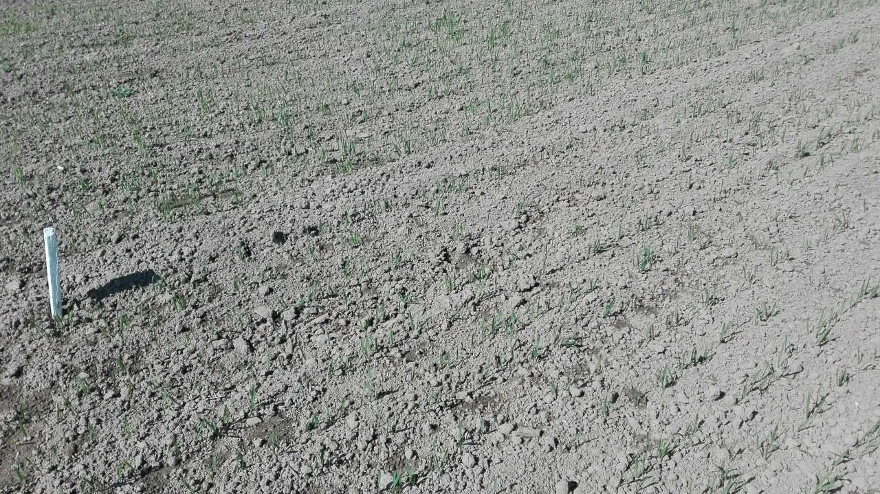 Jaki nawóz pod siew pszenicy jarej, aby uniknąć problemów z plonami?