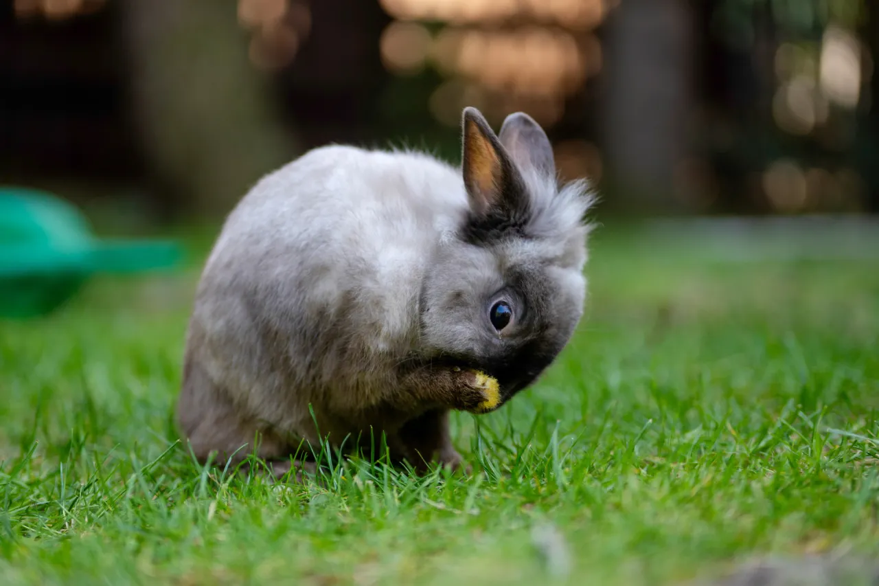 Dlaczego królik wyrywa sierść? Poznaj przyczyny i jak pomóc