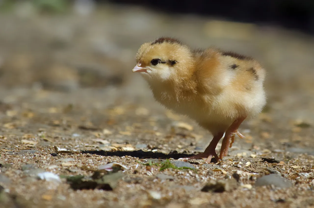 Ile rośnie kurczak do uboju? Odkryj zaskakujące fakty o hodowli