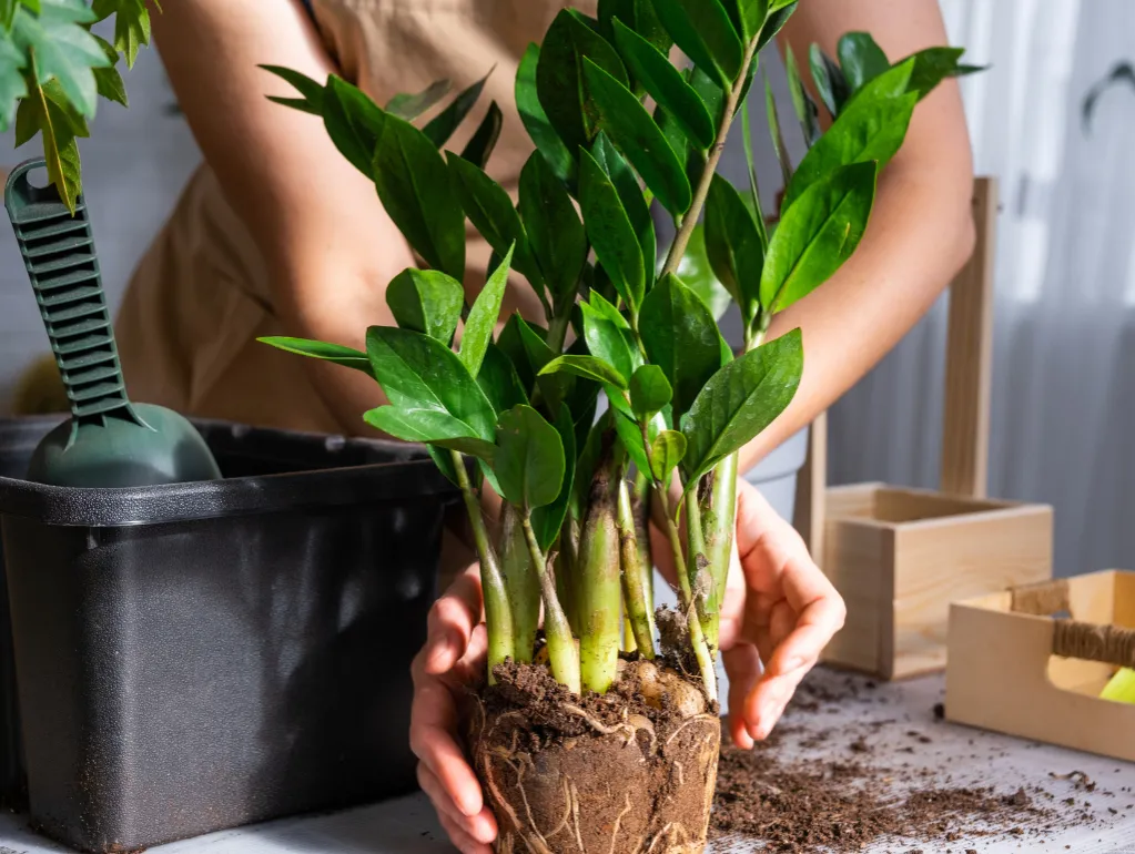 Zamiokulkas – czy jest trujący? Dowiedz się, jakie niesie ryzyko