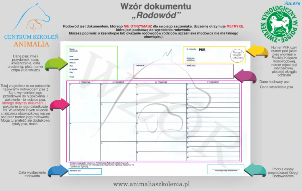 Jak uzyskać rodowód dla psa - proste kroki i ukryte koszty