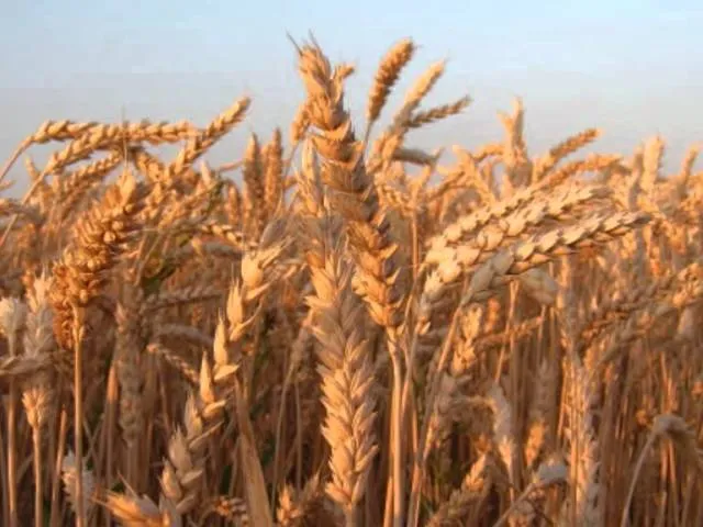 Jak ten chleb co złączył złote ziarna - znaczenie i nuty piosenki