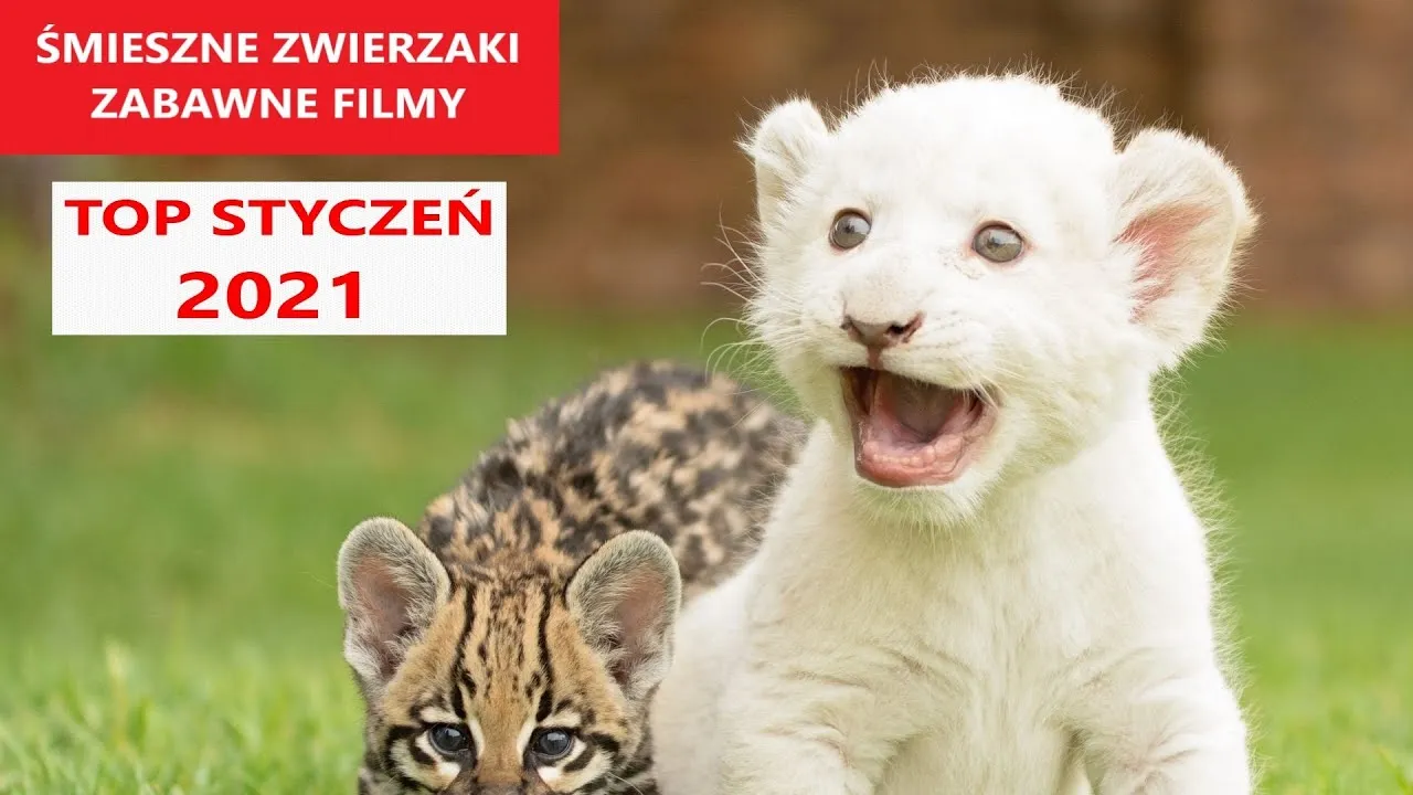 Smieszne Komedie Ktore Rozbawia Cie Do Lez mfnff.pl