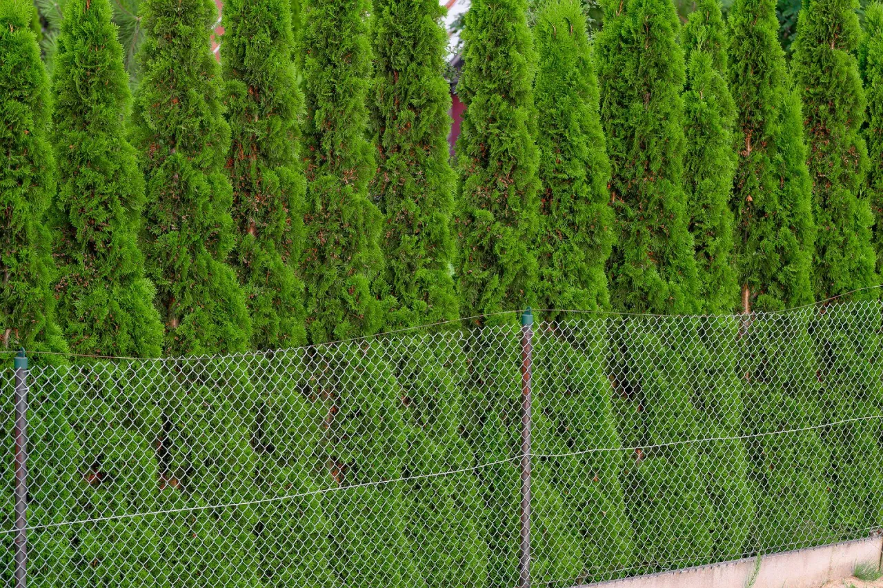 Ile cm od płotu sadzić tuje, by uniknąć problemów z ich wzrostem? Ile cm od płotu sadzić tuje, by uniknąć problemów z ich wzrostem?