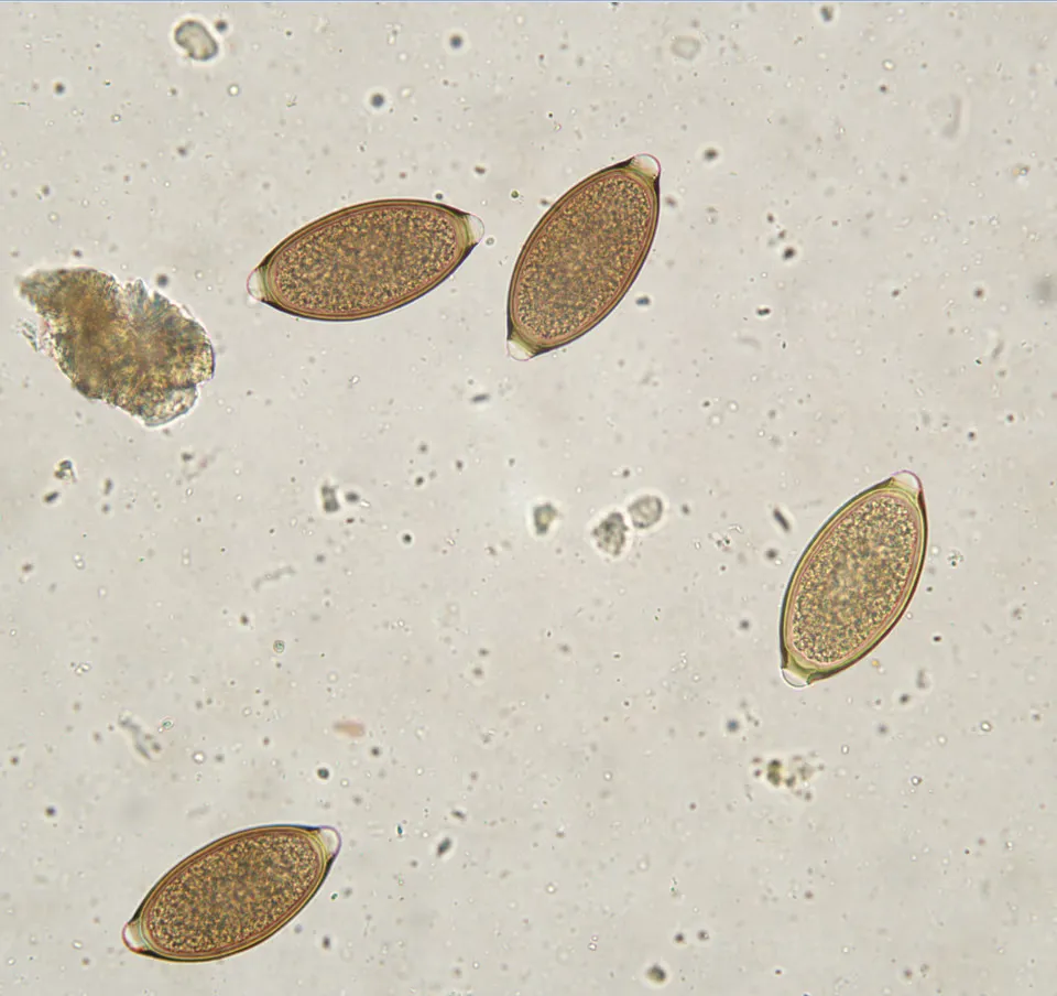 Białe kropki w kale psa: przyczyny i skuteczne metody leczenia
