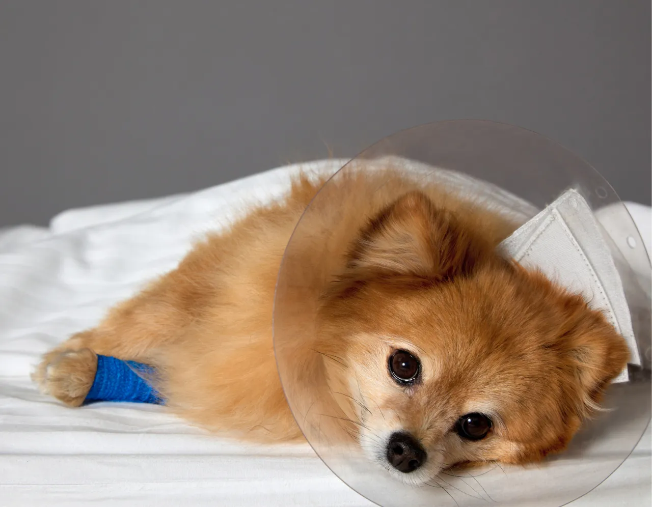 Biegunka u psa: Co podać, kiedy do weterynarza? Poradnik