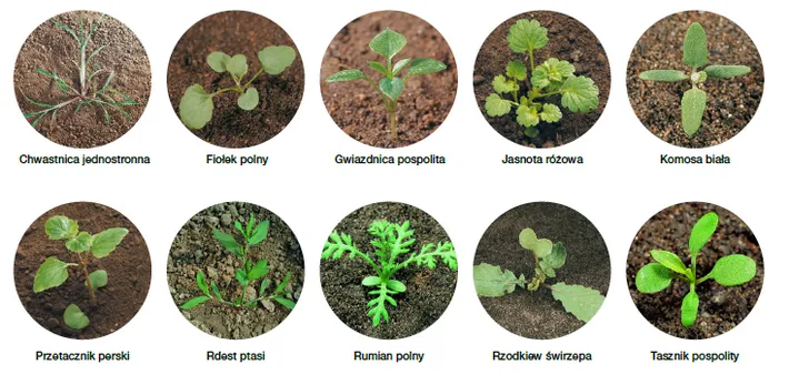 Świrzepa pospolita: Jak skutecznie usunąć chwast z ogrodu?