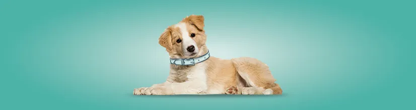 Najlepsze obroże przeciwpchelne dla psa – uniknij nieprzyjemnych problemów