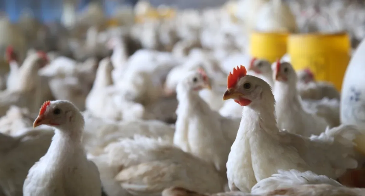 Skuteczny koncentrat drobiowy: jak poprawić dietę broilerów